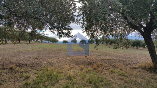 Lanciano – Terreno agricolo con ulivi [V11222]